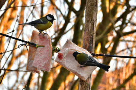Nedēļas nogalē gaisa temperatūra noslīdēs zem nulles