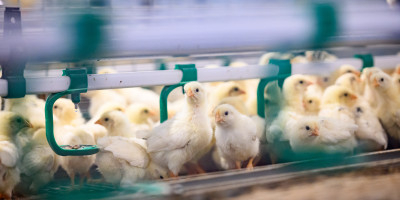 Preiļu novada dome akceptē SIA “Preiļu putni” jaunputnu audzēšanas kompleksa izveidi