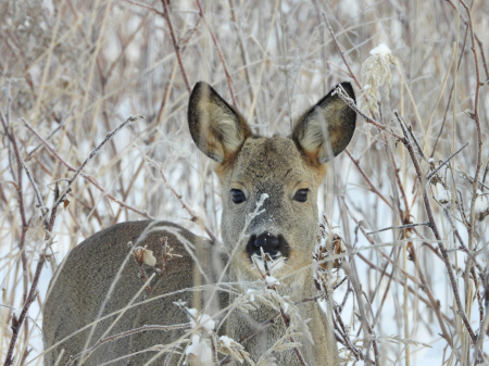Arī februāri Latvijā prognozē aukstu