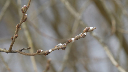 Kāds laiks gaidāms martā - Sērsnu, Pavasara un Baložu mēnesī? Dabas vērotāja prognozes