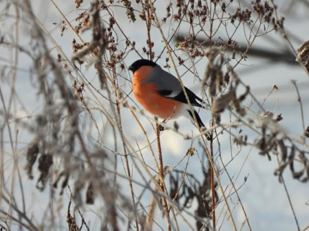 Brīvdienas būs saulainas; nākamnedēļ vietām snigs