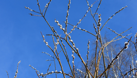 Apaļš kā pūpols jeb klāt Pūpolsvētdiena: latviešu ticējumi un paražas
