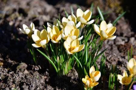 Tuvākajās dienās gaiss lēnām iesils un būs maz nokrišņu, nākamnedēļ plus 16