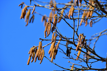 Nedēļas sākumā gaidāms mierīgs un sauss laiks