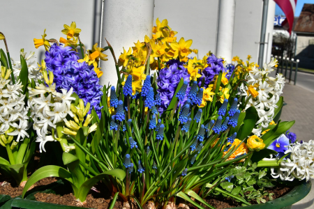 Nedēļas nogalē Latvijā turpināsies pavasarīgi silts laiks