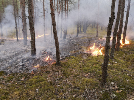 Zalves pagastā meža zemsedzes ugunsgrēkā cietis cilvēks