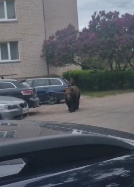 Jēkabpilī gaišā dienas laikā pa ielām skraida lācis (VIDEO)
