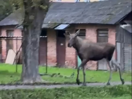 Jēkabpilī Pils rajonā iemaldījies alnis. Aculiecinieka video