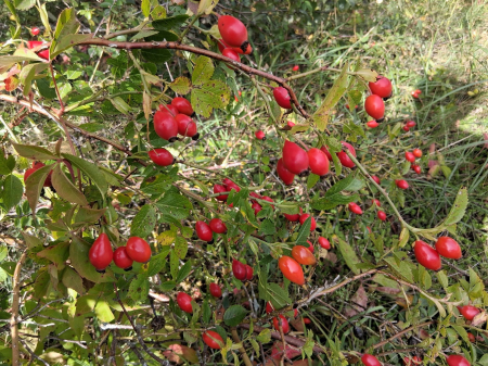 Nedēļas nogalē gaidāms īslaicīgs lietus un mērena temperatūra