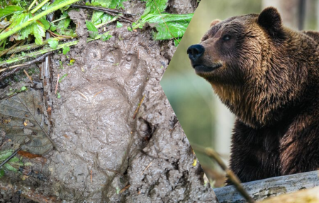 Vīpes pagastā manītas lāča pēdas